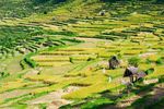Sawah di Tenganan