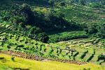 Sawah di Tenganan