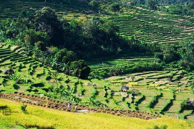 Sawah di Tenganan