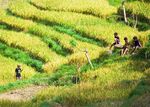 Sawah di Tenganan