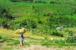 Sawah di Tenganan
