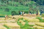 Sawah di Tenganan