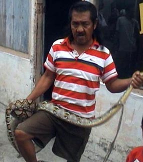 Seorang Balita Nyaris Dimakan Ular