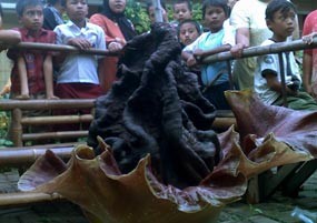 Wow! Ada Bunga Bangkai Tumbuh di Rumah Warga di Cipinang Muara