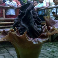Wow! Ada Bunga Bangkai Tumbuh di Rumah Warga di Cipinang Muara