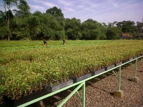 Boediono Tanam Pohon di Depok