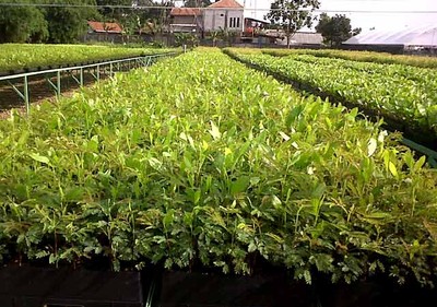 Persemaian Modern di Depok
