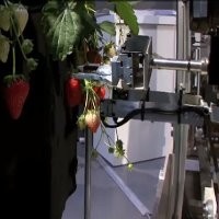 Robot Pemetik Stroberi Beraksi Saat Panen 