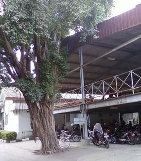 Pohon Beringin, Tempat Hantu Wanita Tinggal