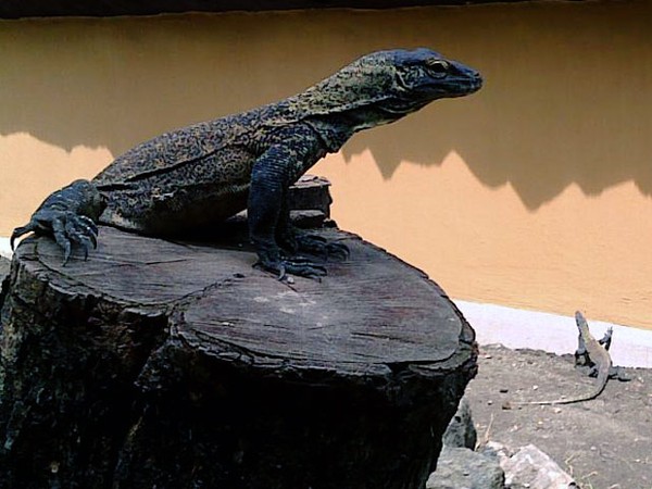 Koleksi Komodo KBS Bertambah