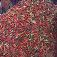 Harga Cabai Meroket!