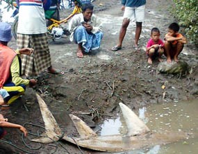 Nelayan Situbondo Tewas Diseret Hiu