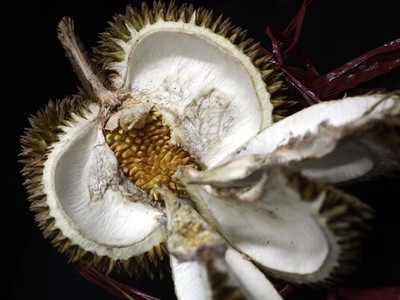 Aneh, Ada Durian di Dalam Durian