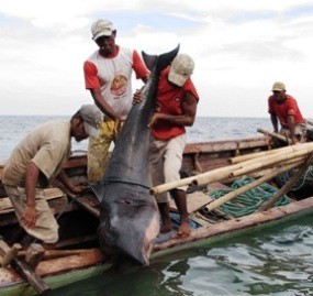 76 Gambar Ikan Lumba Lumba Anak Tk Gratis