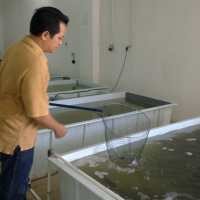 Gurihnya Bisnis Lobster Air Tawar