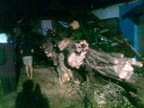 Beringin Roboh Timpa Pria yang Berteduh Hingga Tewas