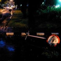 Dua Mobil Tertimpa Pohon Tumbang di DPR 