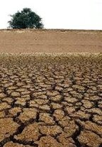 Hutan Adalah Otot Peradaban Bangsa