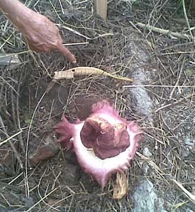 Bau Busuk Bunga Bangkai Kagetkan Warga Pasuruan
