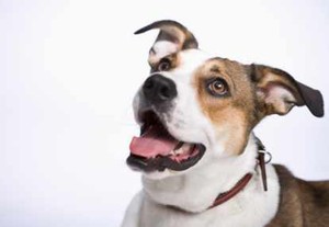 Parasit yang Ditularkan dari Anjing Peliharaan