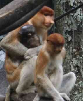 Bayi Bekantan Taman Safari Ramaikan Liburan Tahun Baru