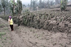 Kerusakan Lahan Pertanian Akibat Abu Bromo Merata di 12 Desa