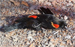 Kasus Kematian Burung Merambah ke Lousiana