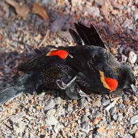 Kasus Kematian Burung Merambah ke Lousiana