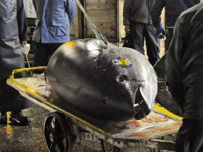 Tuna Termahal di Dunia