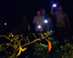 Bersenjatakan Celurit, Puluhan Petani Jaga Tanaman Cabai