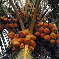 Cara Menurunkan Berat Badan dengan Minyak Kelapa
