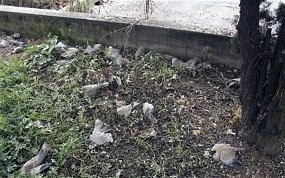 Burung-burung Mati Secara Misterius di Italia