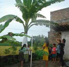 Geger Pohon Pisang Berdarah di Bojonegoro