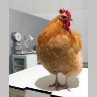 Ayam yang Kebal Flu Burung Berhasil Diciptakan