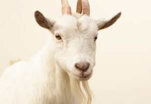Darah Kambing untuk Obati Cedera