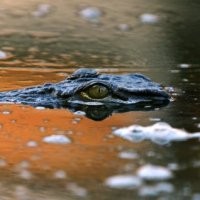Lahap Ponsel Nokia, Seekor Buaya Depresi