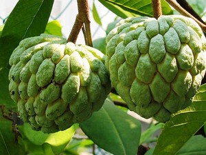 Srikaya, Buah Legit Lambang Kebaikan