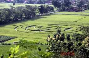 Beta UFO Indonesia: Crop Circle di Sleman Bukan Buatan Manusia