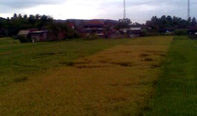 Crop Circle Muncul Lagi di Bantul