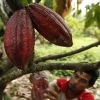 Harga Kakao Termahal Sejak 30 Tahun Terakhir