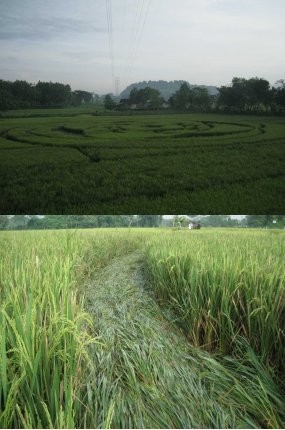 LAPAN: Crop Circle Dibuat Semalaman pada 22 Januari