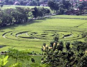 Crop Circle Sleman Datangkan Untung Bagi Warga Desa 
