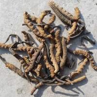 Bangkai Ulat Sutra Bisa Mengatasi Lemah Syahwat