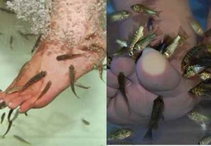 Penyuka Terapi Gigitan Ikan Harus Waspadai Ini