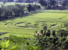 4 Orang dalam Waktu 4 Jam Bisa Membuat Crop Circle