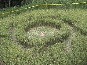 Warga Melihat Kilatan Api di Atas Crop Circle di Magelang