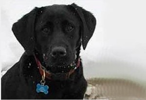 Marine, Anjing Pendeteksi Kanker Usus