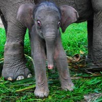 Setelah MS Kaban, Gajah Lisa Cari Ayah Angkat Untuk Anak Kedua