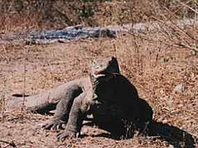 Kecewa dengan Kemenbudpar, Panitia New7Wonders Telah Surati SBY