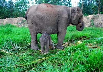Bayi Gajah Lahir di Riau